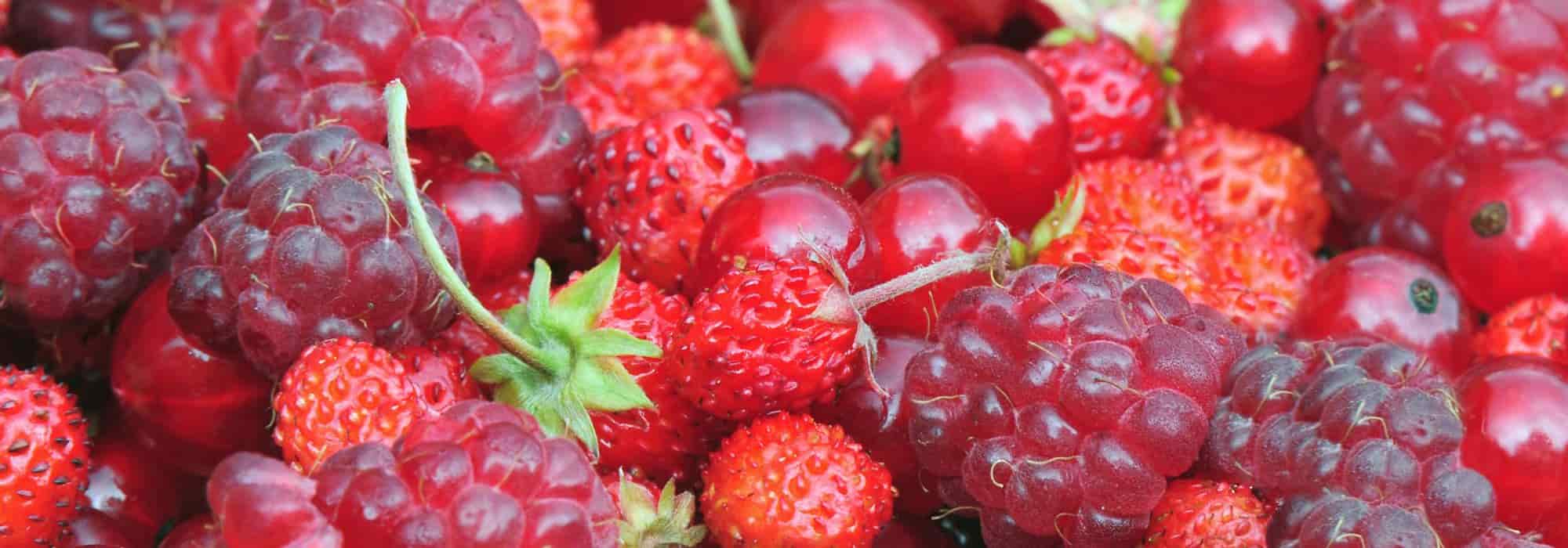 Berries: tips for growing beautiful fruit