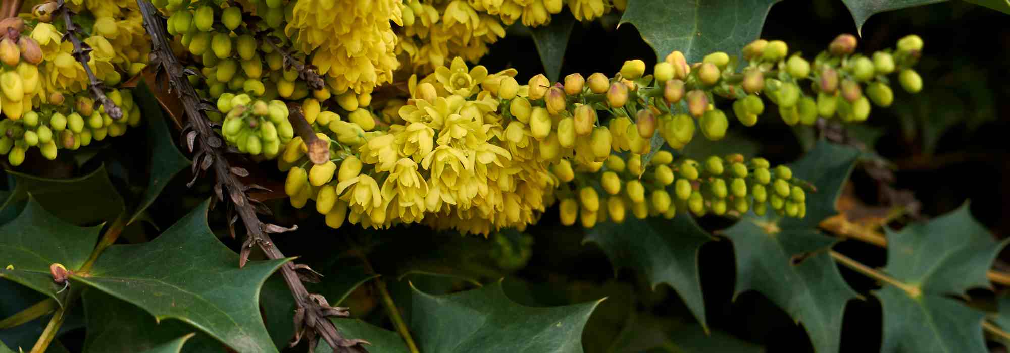 Pruning Mahonia: when and how?