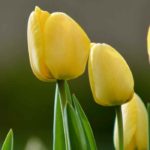 7 yellow flowered tulips