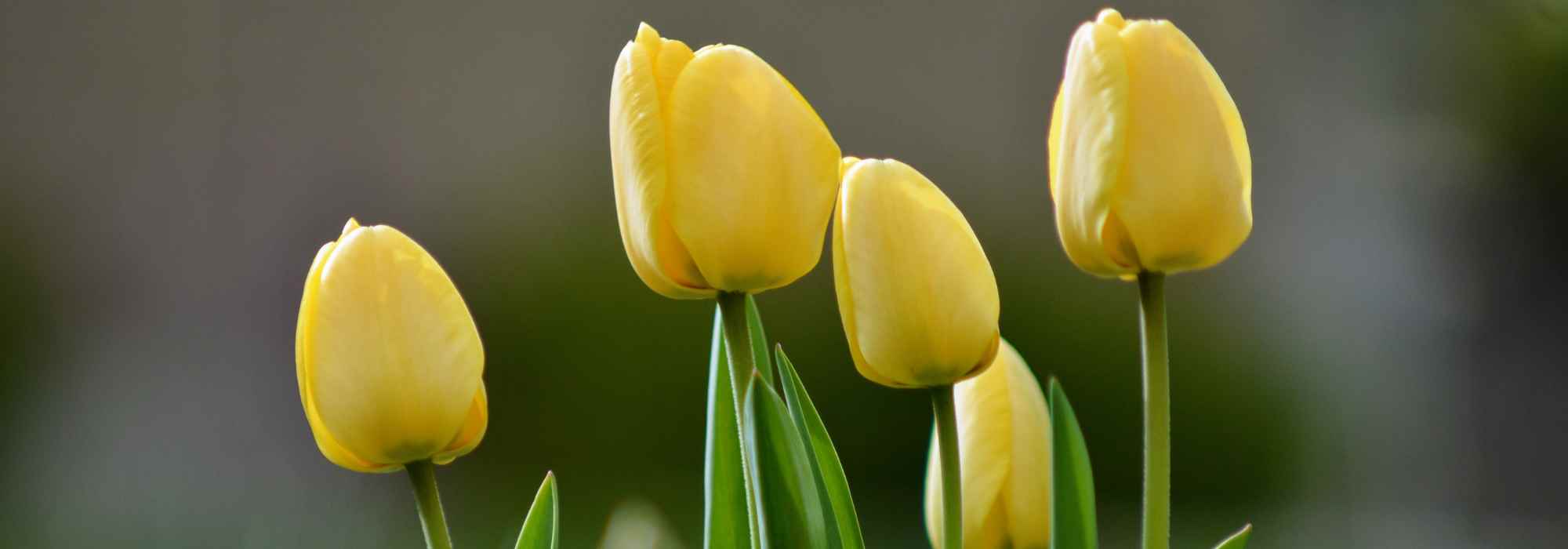 7 yellow flowered tulips
