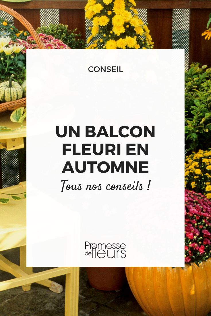 Plants to flower your balcony in autumn