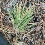 Pine needles and soil acidity: a myth debunked!