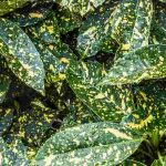 Pairing ideas with Aucuba or Japanese Laurel