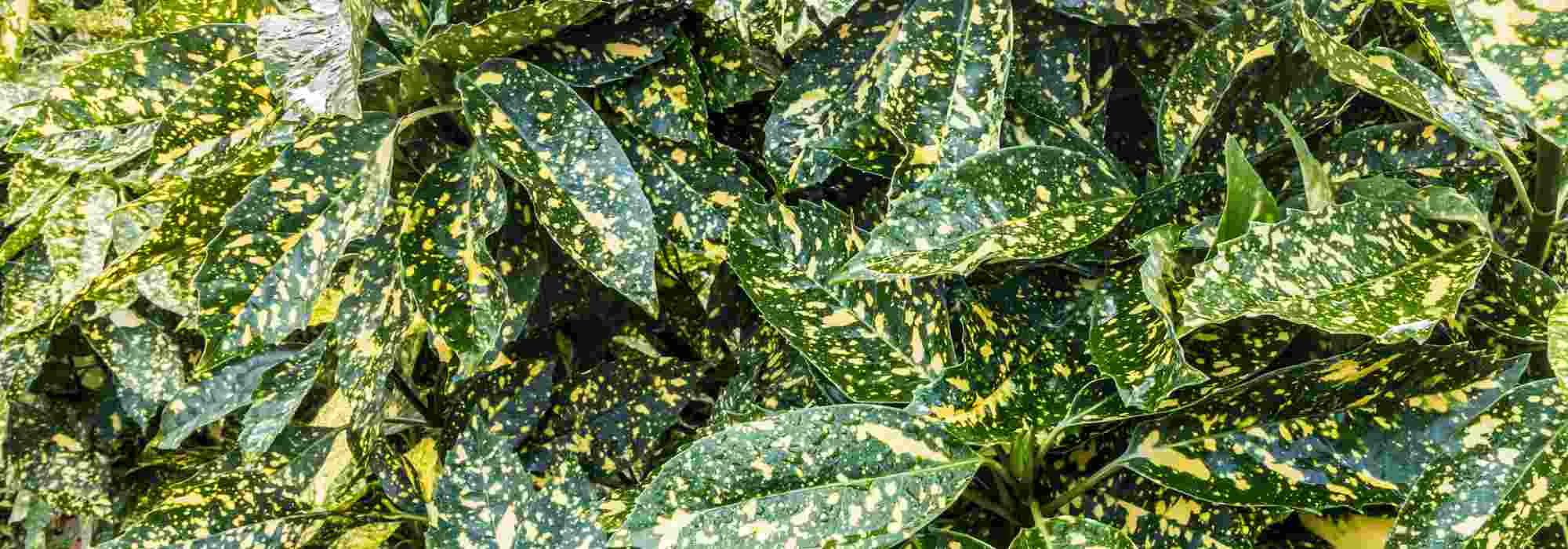 Pairing ideas with Aucuba or Japanese Laurel