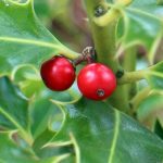 8 pairing ideas with hollies