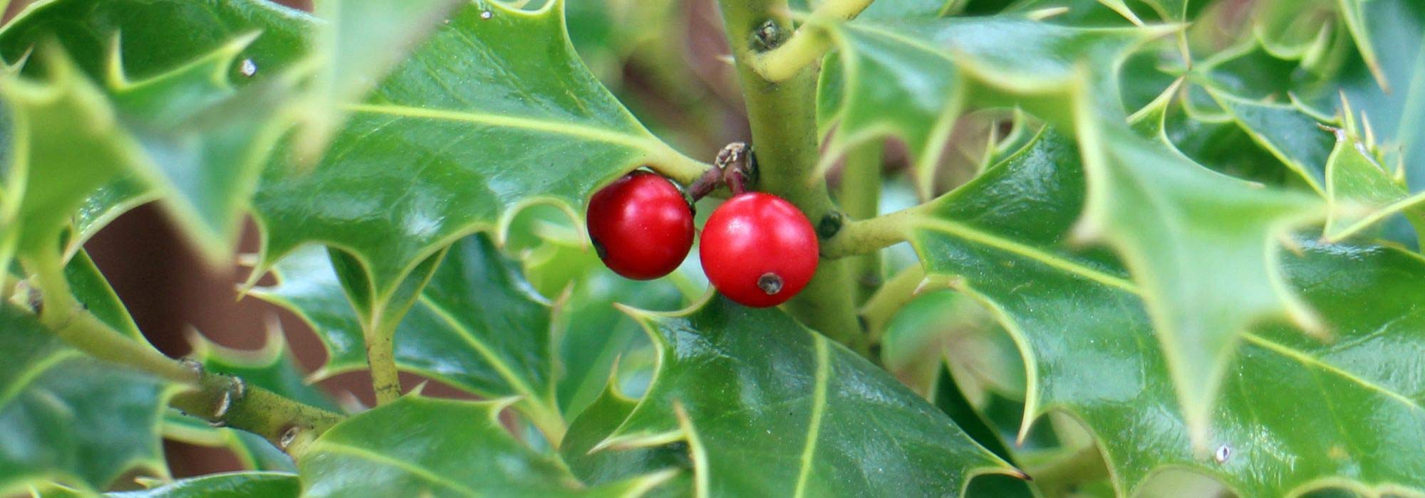 8 pairing ideas with hollies