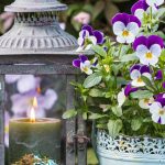 Pairing ideas with pansies