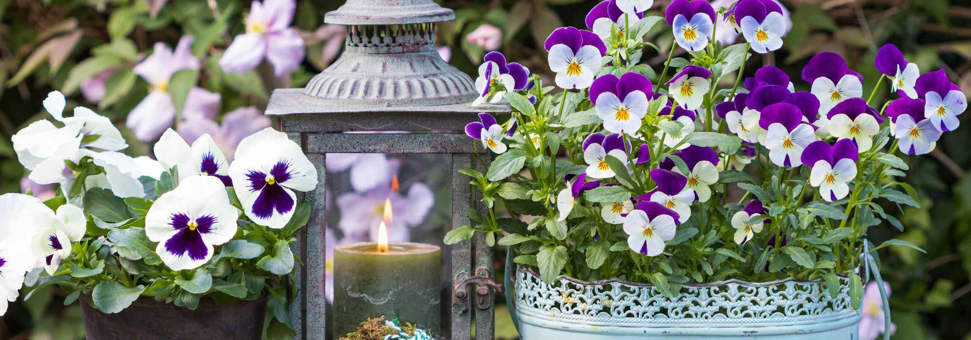 Pairing ideas with pansies