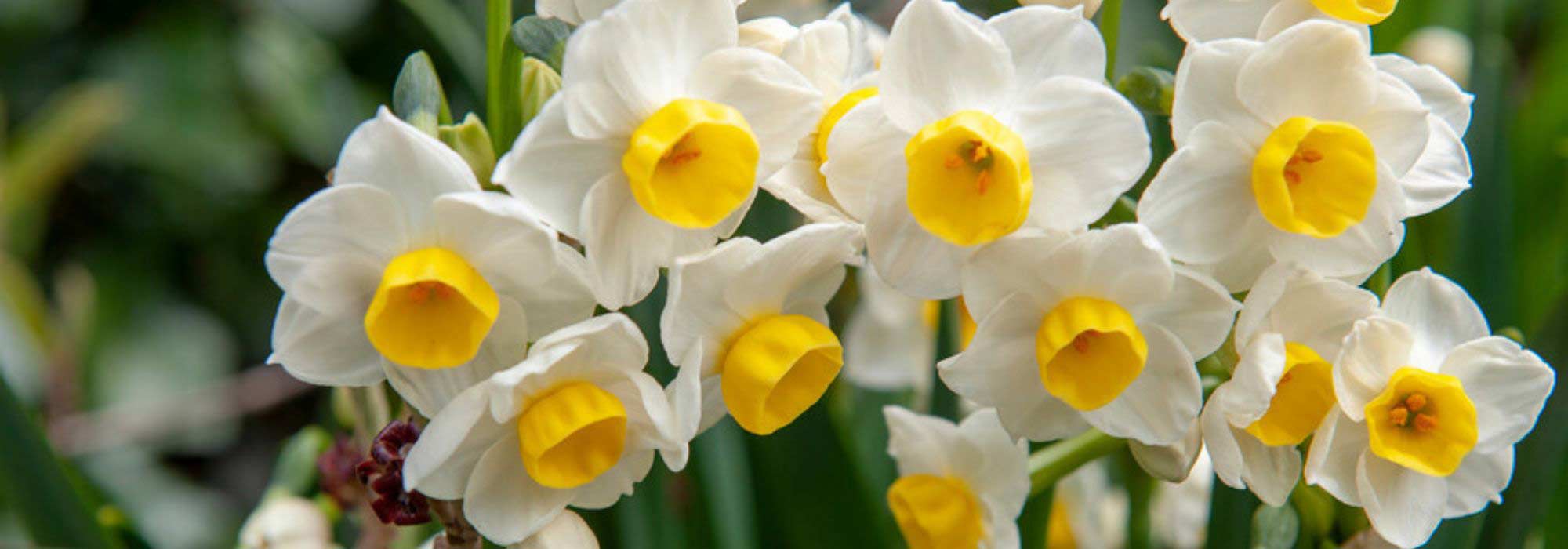 9 fragrant spring bulbs
