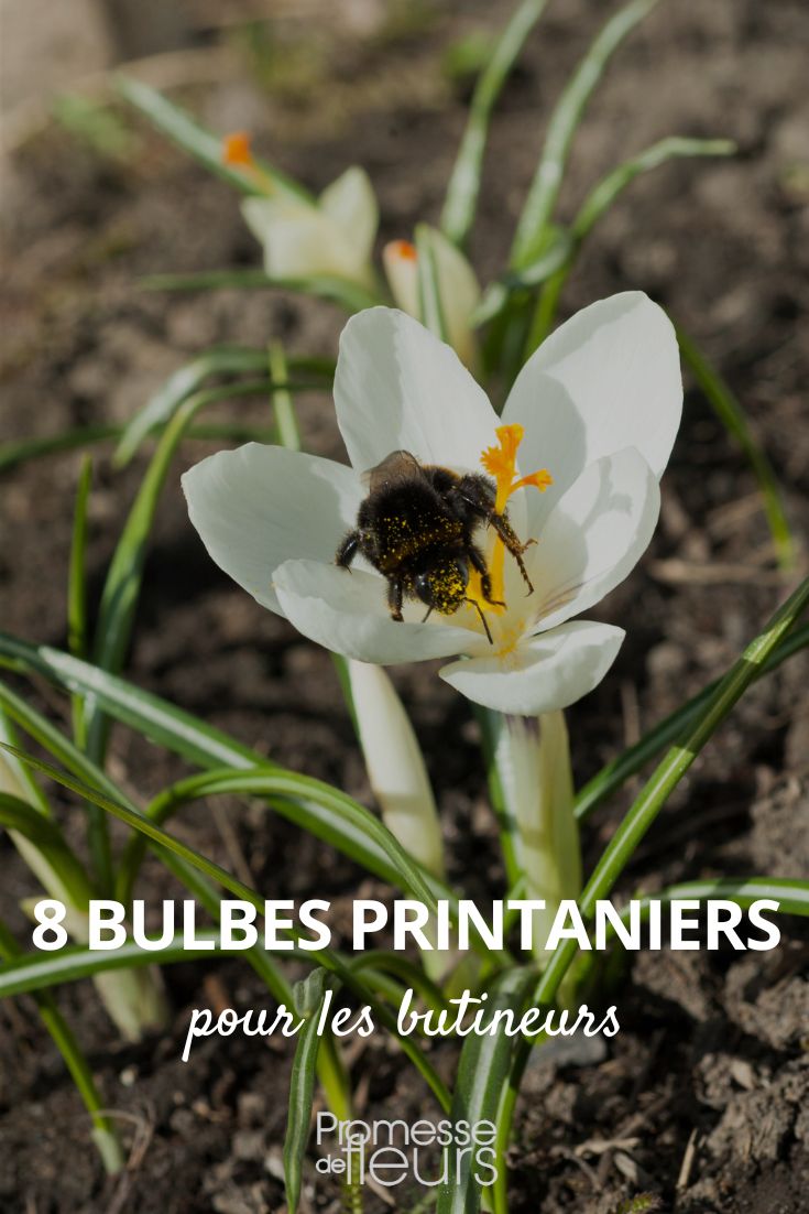 spring-flowering bulbs for pollinators