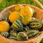 Ornamental gourds: harvest and storage
