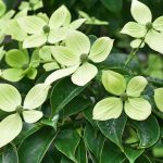 Does a cornus with evergreen foliage exist?
