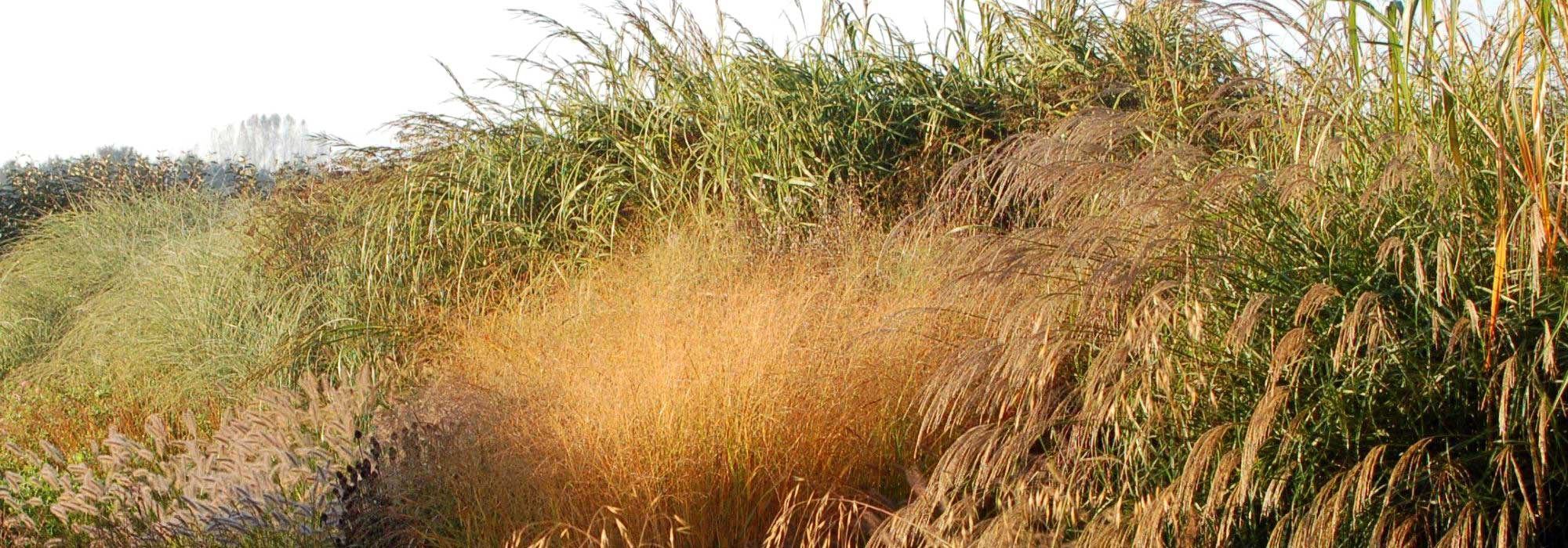 How to create a grass hedge?