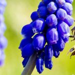 8 melliferous spring bulbs for pollinators