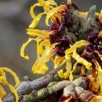 Choosing a witch hazel