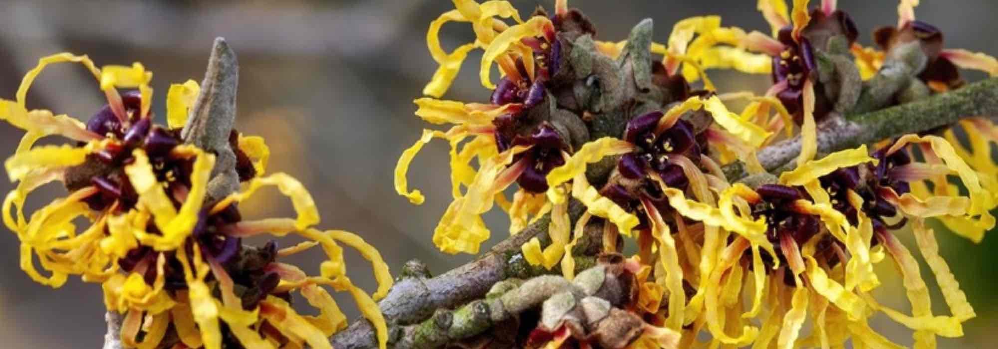 Choosing a witch hazel