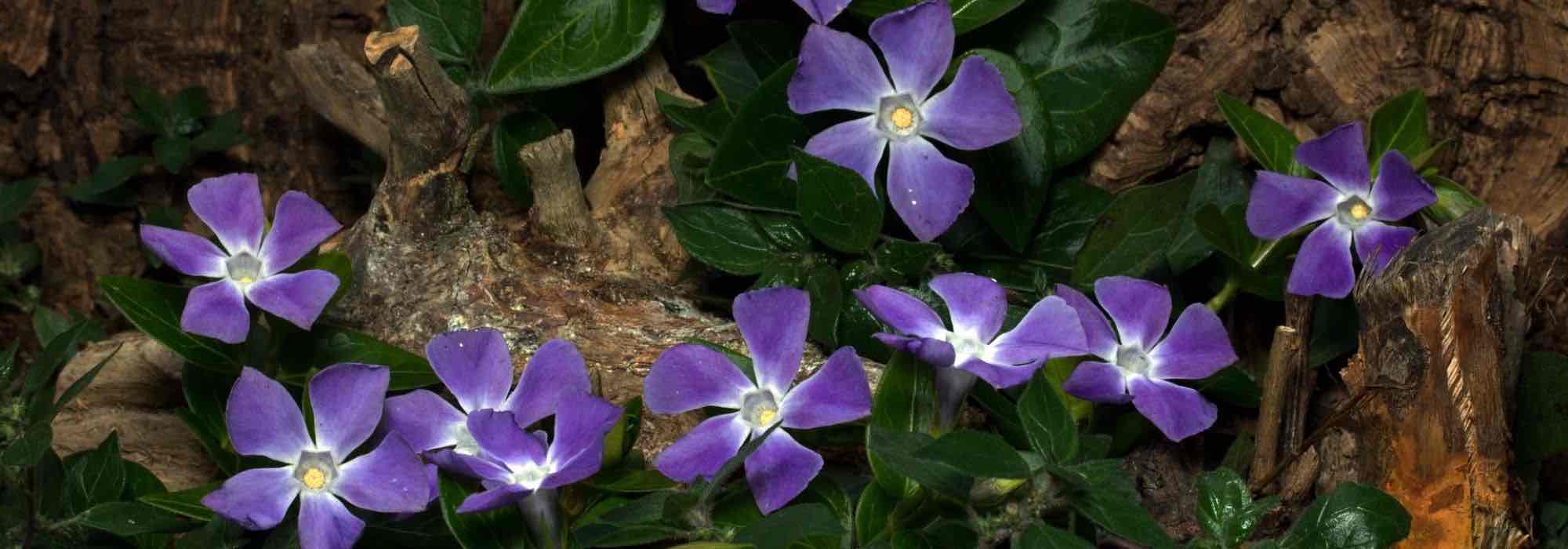 Pairing periwinkles