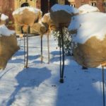 Protecting Your Garden from Frost with Makeshift Solutions