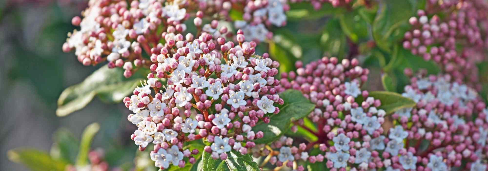 Pairing ideas with Laurustinus