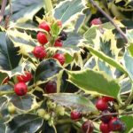 Choosing a holly