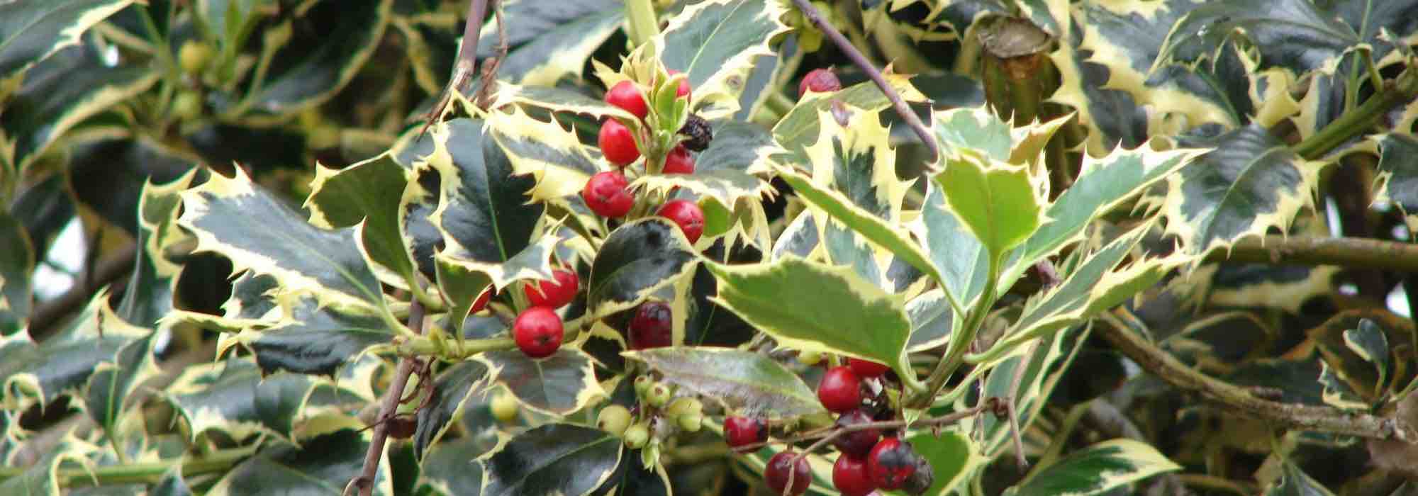 Choosing a holly