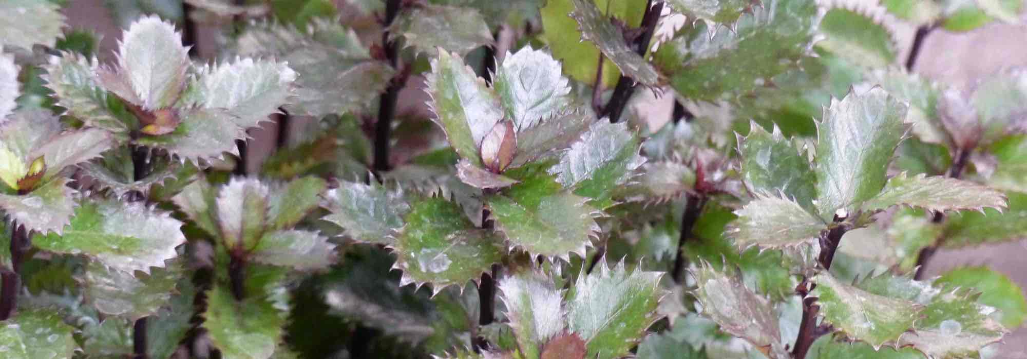 Growing a holly in a pot