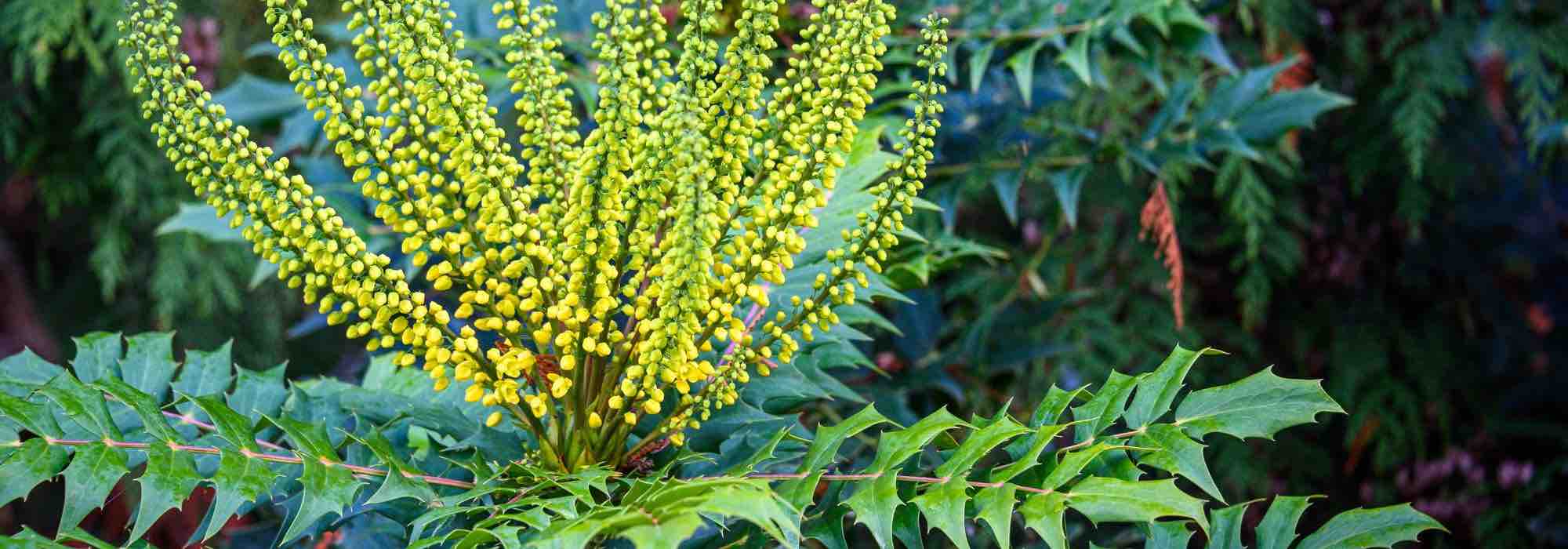 Choosing a Mahonia