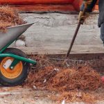 Pine needles in 8 Questions - Answers