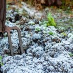 What to plant in winter?