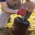 10 good reasons to plant a tree