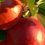 Red Apple: the 5 best varieties