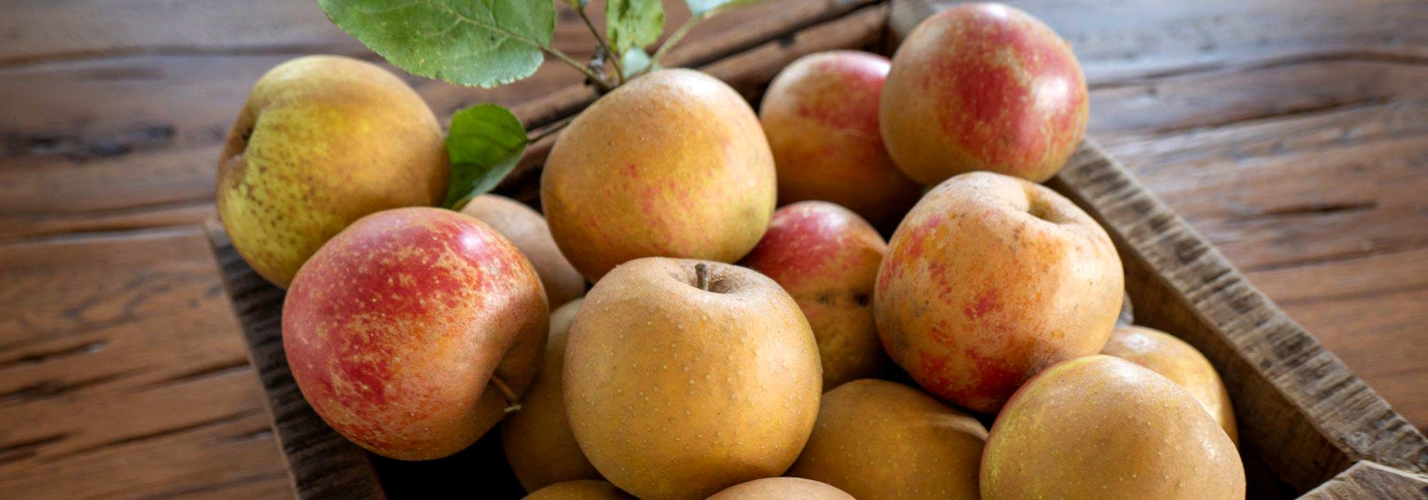 6 late apple varieties
