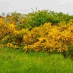 Which brooms to plant for a hedge?