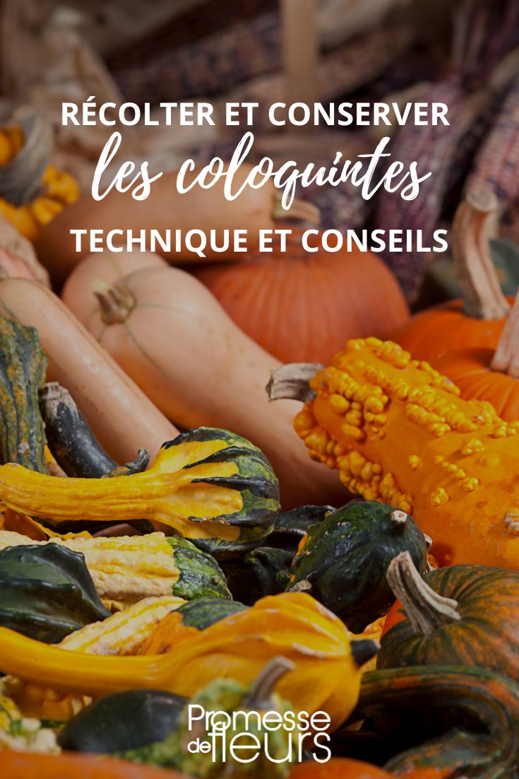 harvest and store the gourds