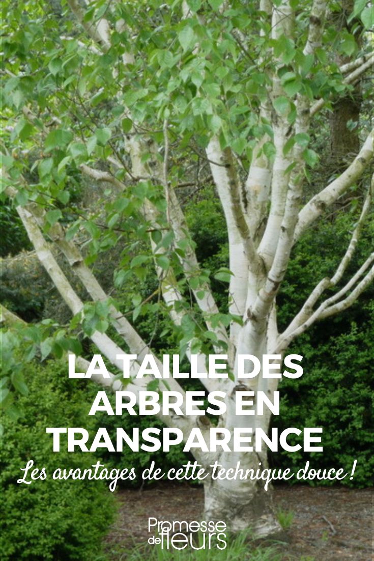 Pruning trees for transparency