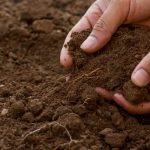 Should you dig the soil in winter?