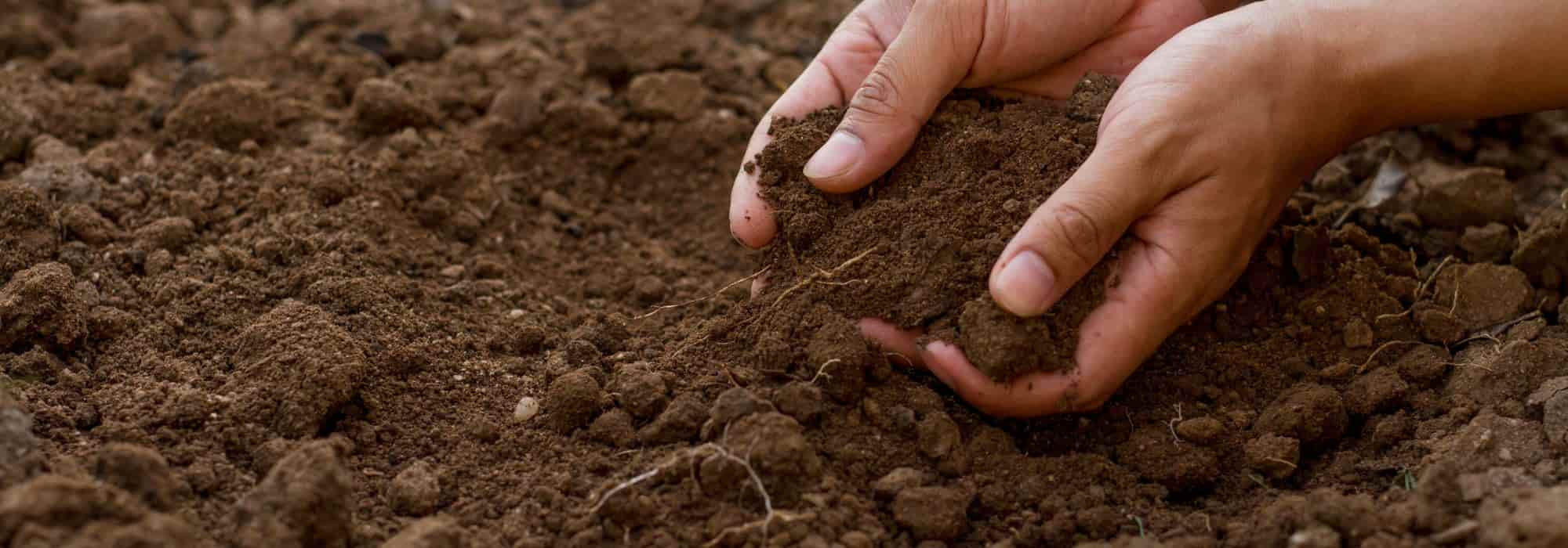 Should you dig the soil in winter?