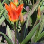 9 variegated tulips