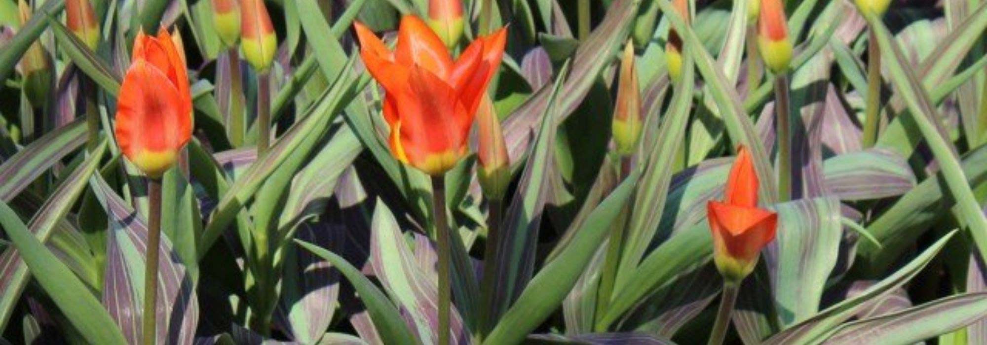 9 variegated tulips