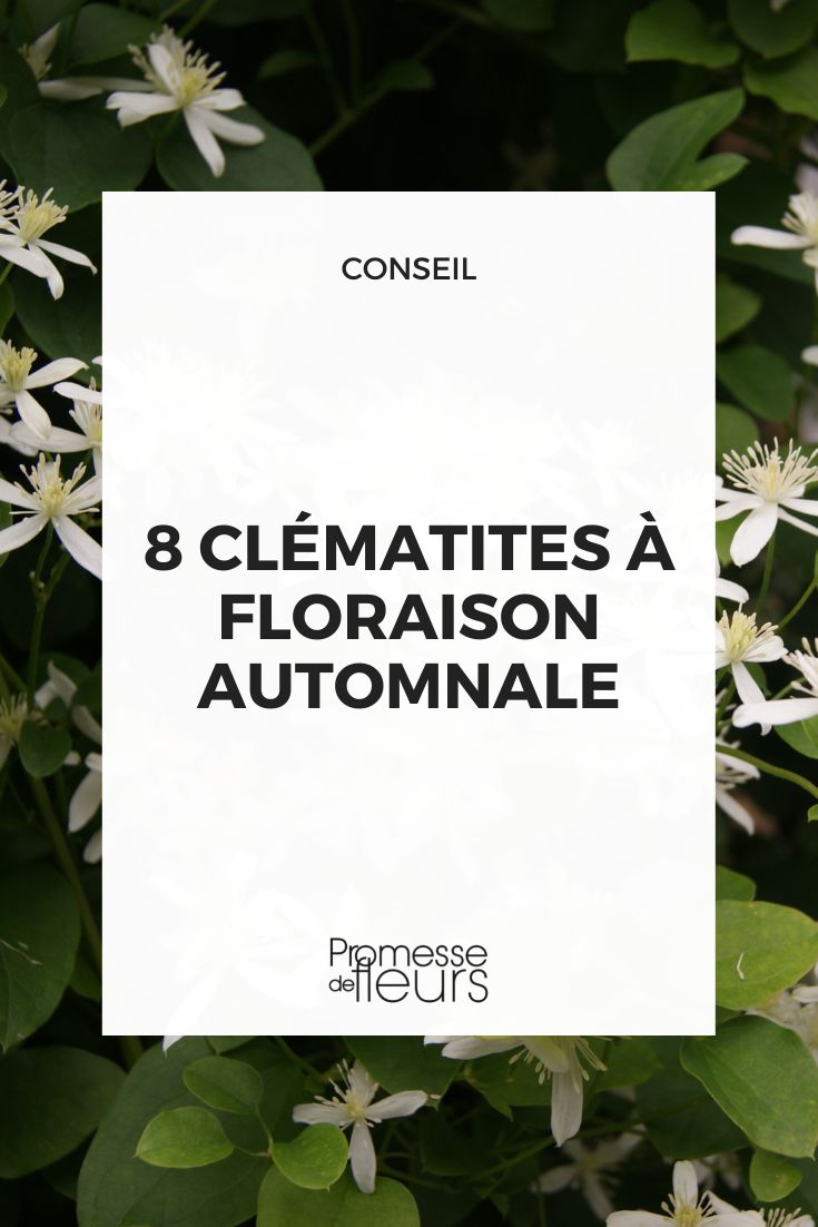 8 autumn-flowering clematis
