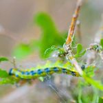 Bacillus thuringiensis: a natural insecticide