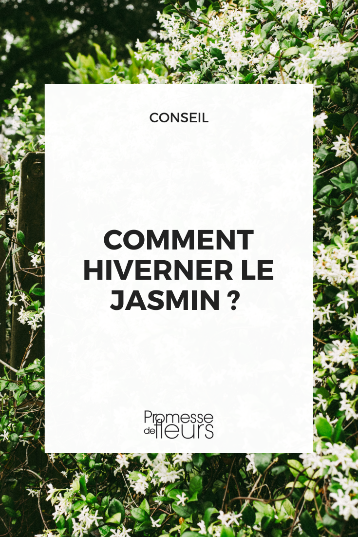 [protect_plant plant="jasmin" season="winter"]