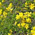 How to care for winter jasmine?