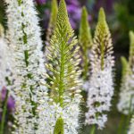 Eremurus - Foxtail lily: planting and growing