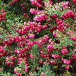 Gaultheria: planting, growing and caring