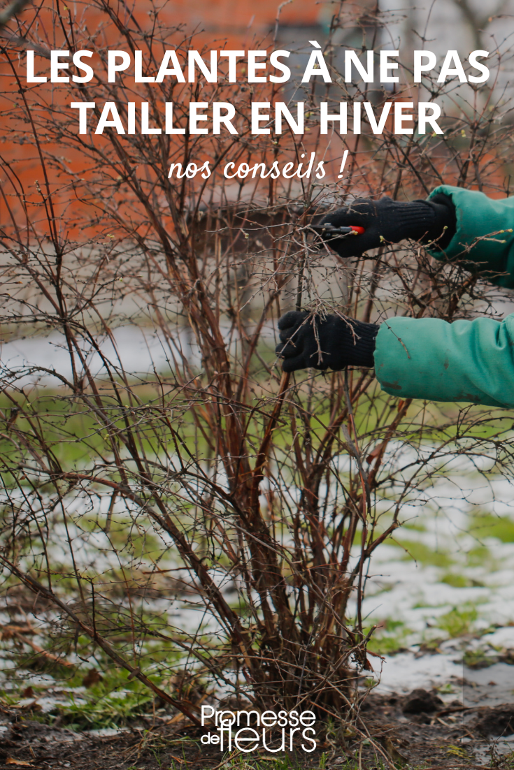 Bush Pruning in Winter