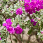 Leucophyllum: planting, growing, and caring