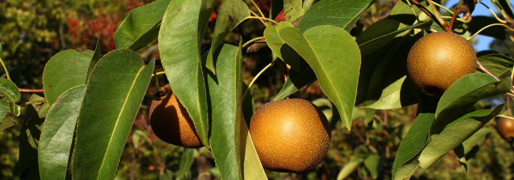 Nashi or Japanese pear: planting, harvest