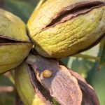 Pecan Tree, Pecan Nut Tree: Planting and Growing