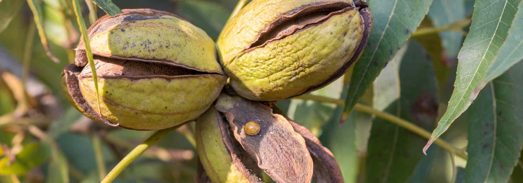 Pecan Tree, Pecan Nut Tree: Planting and Growing